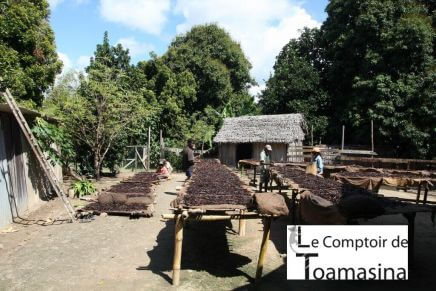 Plantação de baunilha Comptoir de Toamasina